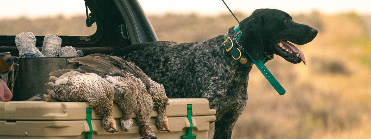 Dog Gear | Collars, Leashes, & Training Supplies – Pointer Traditions