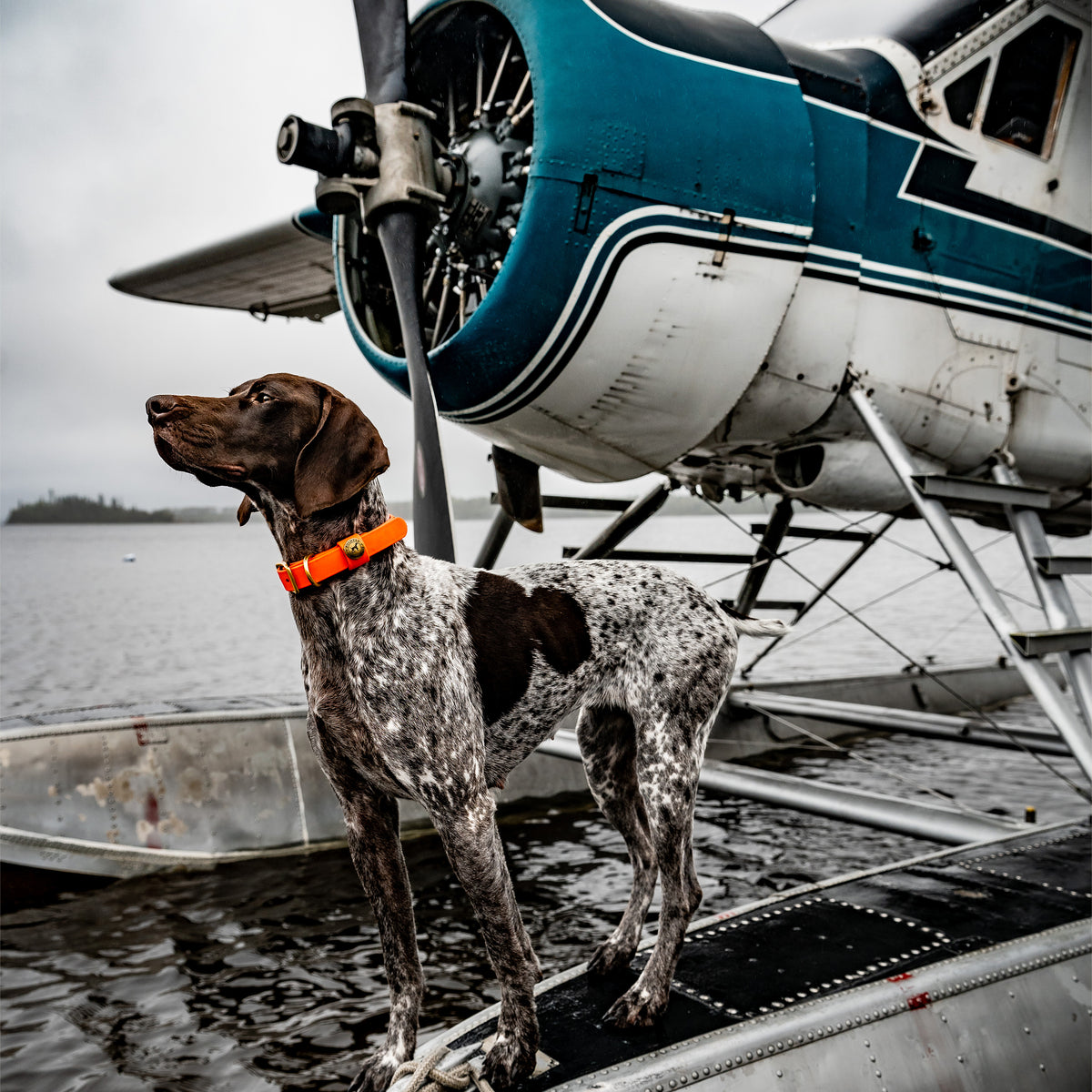 Pointer Traditions | Sporting Dog Collar - Blaze Orange