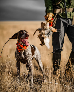 The German Shorthaired Pointer: A Legacy of Versatility and Excellence