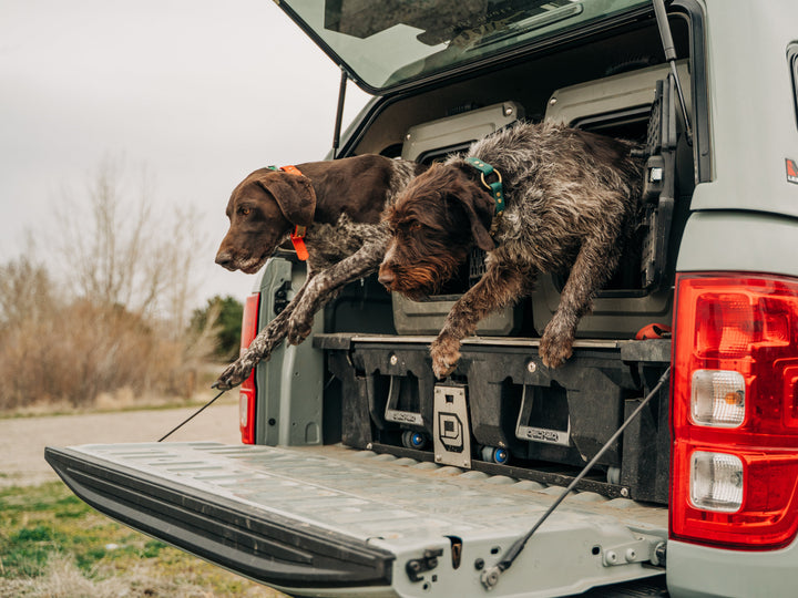 Hunting Style O-Ring Dog Collars – Pointer Traditions