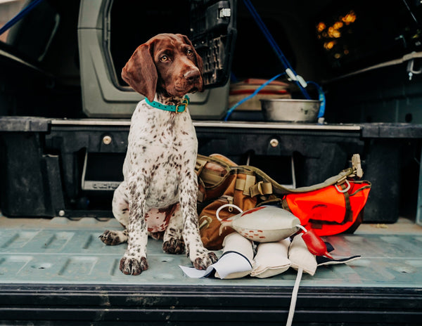 German Shorthair Point Puppy on tailgate