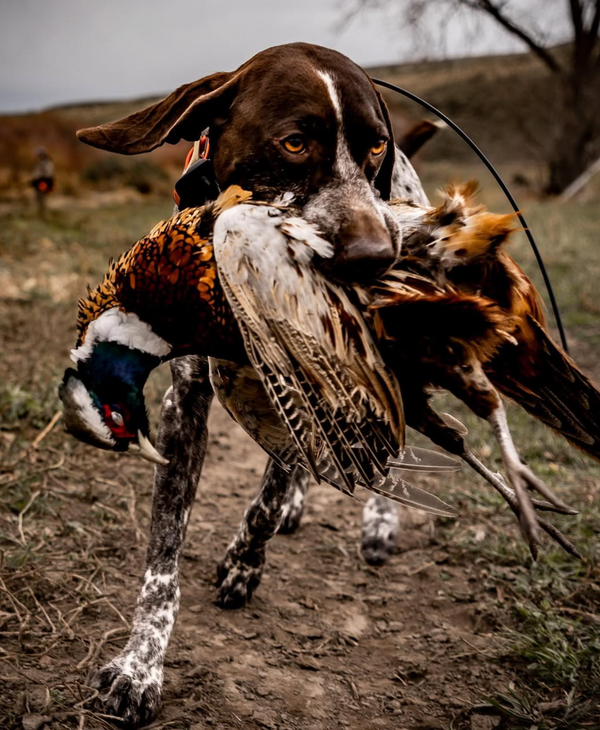 Pheasant Feather Print