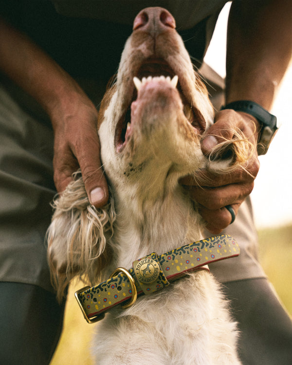 Sporting Dog Collar - Brook Trout