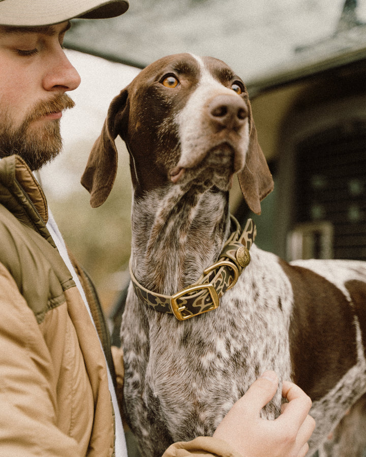 Dog Gear | Collars, Leashes, & Training Supplies – Pointer Traditions