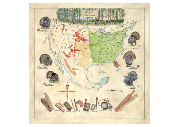 Wild Turkeys of North America