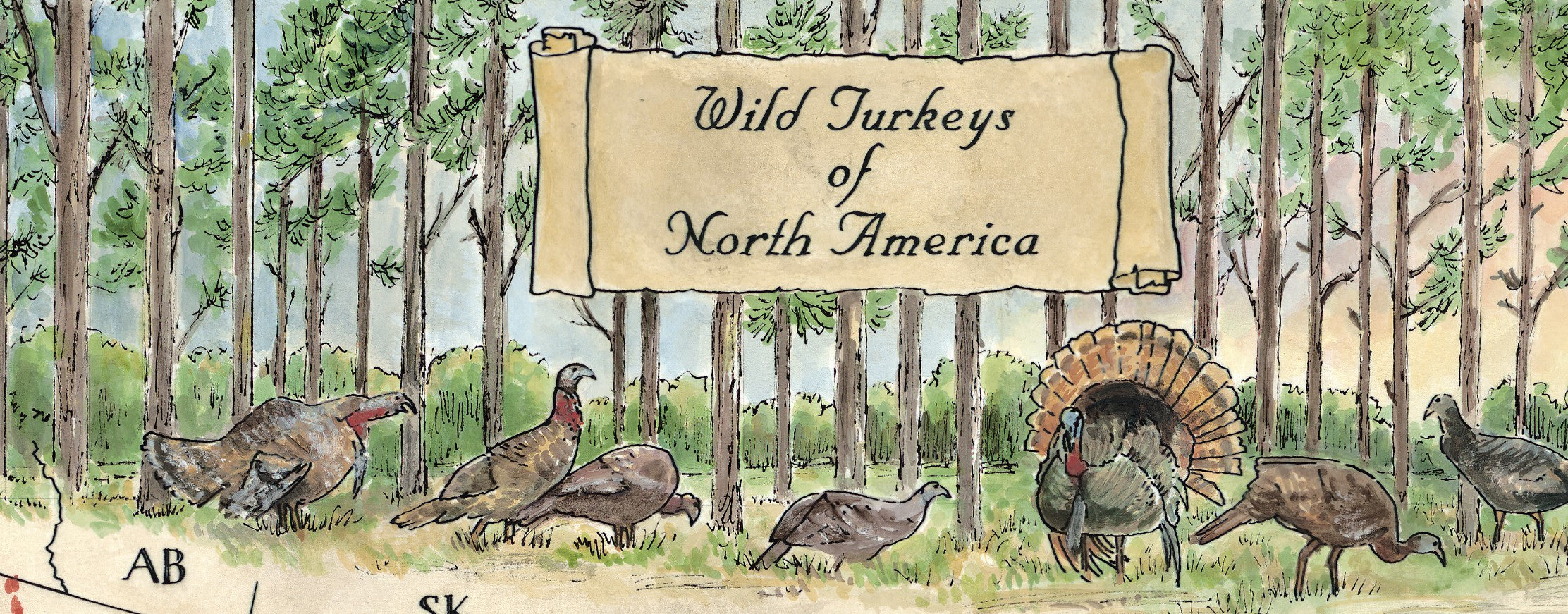 Wild Turkeys of North America – Pointer Traditions