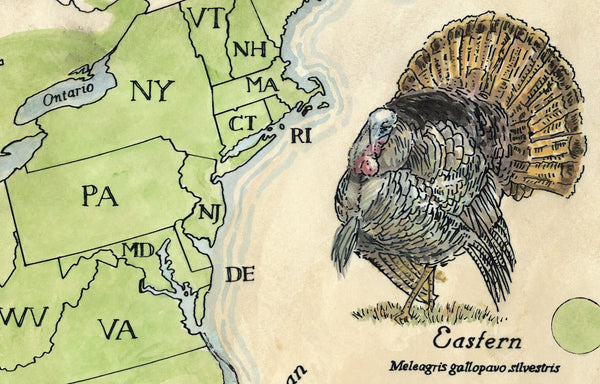 Wild Turkeys of North America
