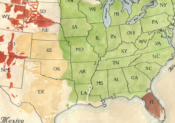 Wild Turkeys of North America