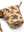 Strap Vest - Original Camo